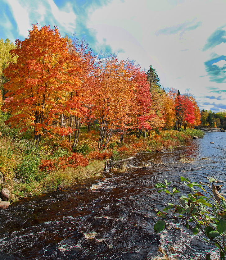Outono, Outono, cores, cores, Canadá, laranja, natureza