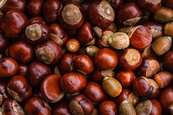Castanea, Chestnut, frugt, efterår, natur, skinnende, brun