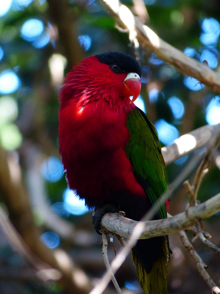 lory, papagal, lori, pasăre, colorat, Red, verde