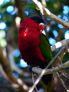 lóri, papagáj, Lori, madár, színes, piros, zöld