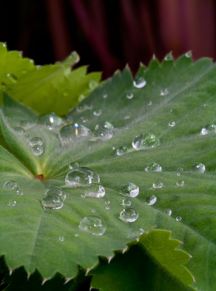 Leaf, vatten, droplet, naturen, färsk, makro, grön