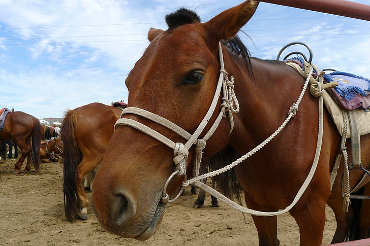 cal, animal de casă, Mongolia, curs de curse Happy valley