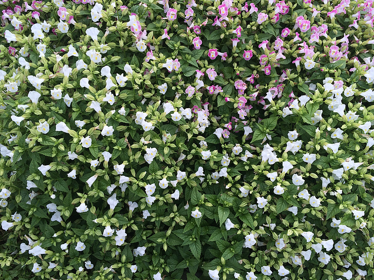 flores, Branco, flósculo, -de-rosa, Parque de Otsu., Yokosuka, Japão