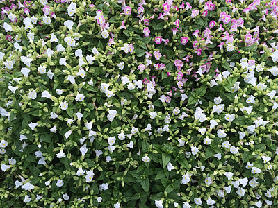 flowers, white, floret, pink, otsu park, yokosuka, japan