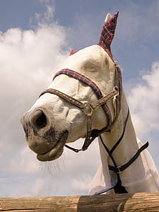 hobune, sadul riidega, valge, portree, juht, lennata mask