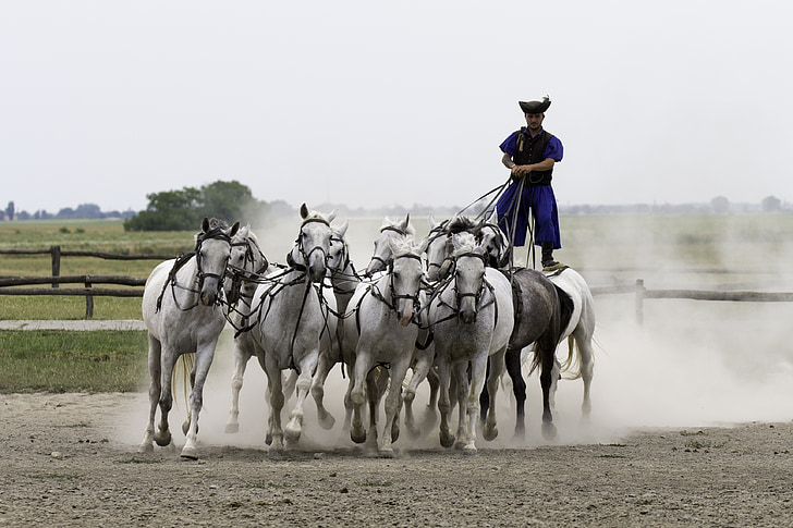 ferma de cai Pusta, Ungaria, demonstraţii ecvestre, 10 cai in mana, colectiv valorificată, rider în picioare, plin galop