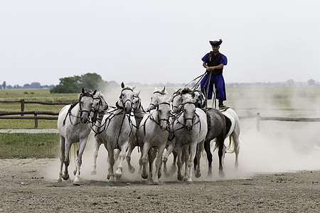 puszta horse farm, hungary, equestrian demonstration, 10 horses in hand, collectively harnessed, standing rider, full gallop