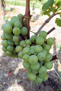 грозде, лозаро-винарски, Rebstock, лоза, Зелена гроздето, плодове, грозде