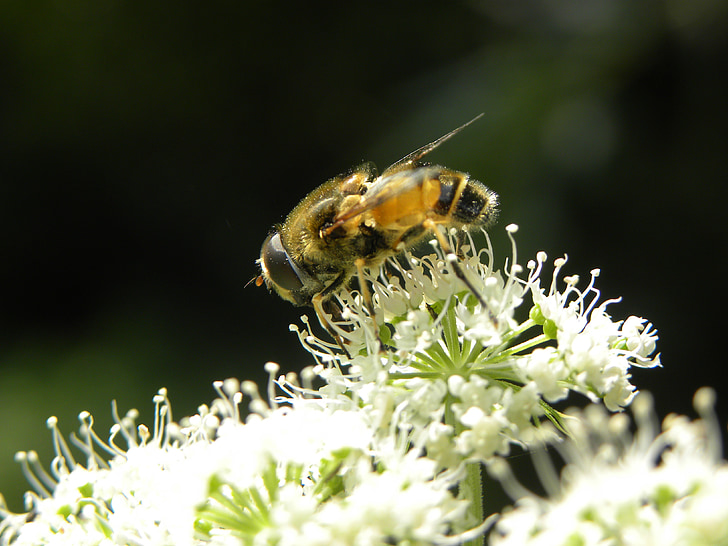 Bee, naturen, bugg, bina, närbild, honung, blommor
