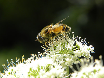 ape, natura, bug, API, Chiuda in su, miele, fiori