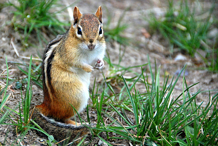 다람쥐, 동물, 자연, 야생 동물, 포유 동물, 작은, 모피