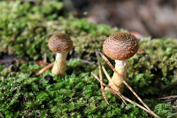mushroom, forest floor, forest mushroom, fungal species, leaves, forest, autumn autumnal