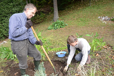 digging, potatoes, garden, gardening