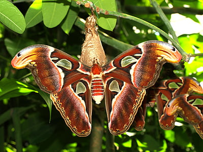 Drexel, mariposa, animal, naturaleza, insectos, Biología