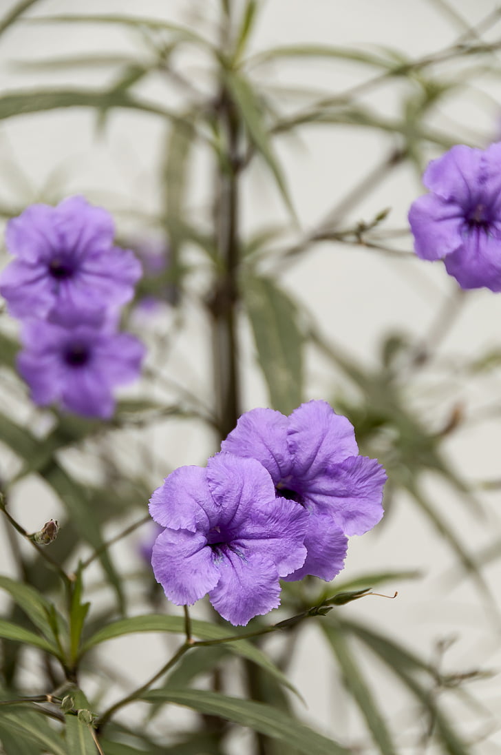 Petunia, paarse bloemen, Violet, Kleur
