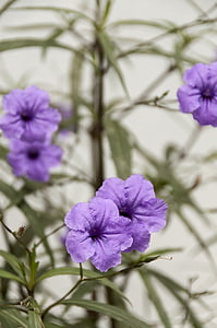 Petunia curgătoare, flori mov, violet, culoare