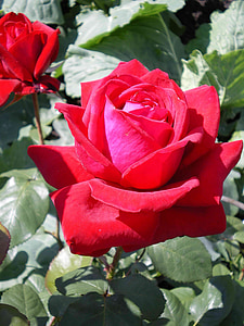 rose, scarlet rose, flower, queen of flowers, gardening, country farm, rose petal