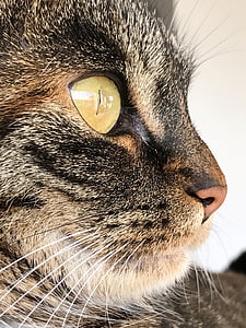 kaķis, dzīvnieku, skumbrijas, kaķa tautas acis, PET, gudrs kaķis, jauks