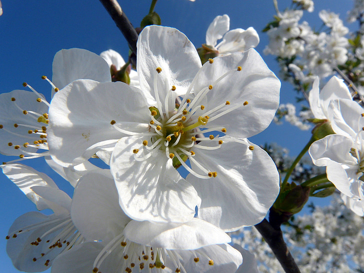 češnjev cvet, bela, beli cvet, pomlad, narave