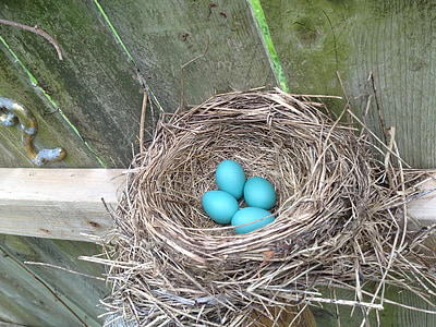egg, nest, bird