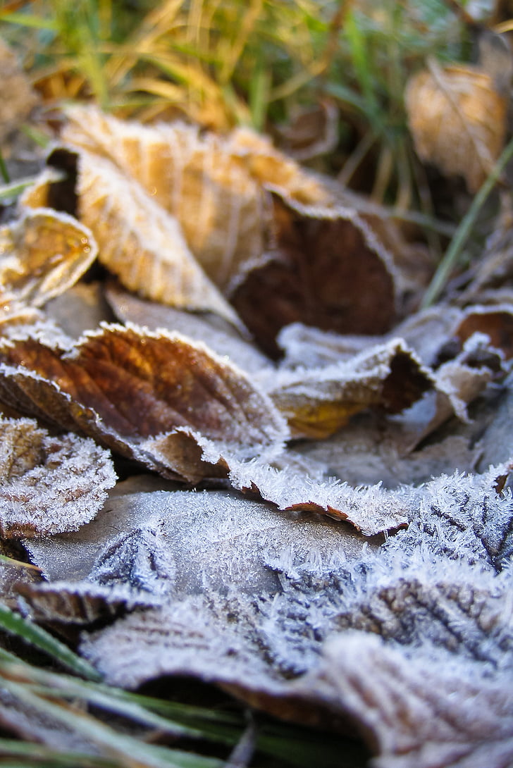 loof, grond vorst, Frost, harde rime, droge bladeren, brons, herfst