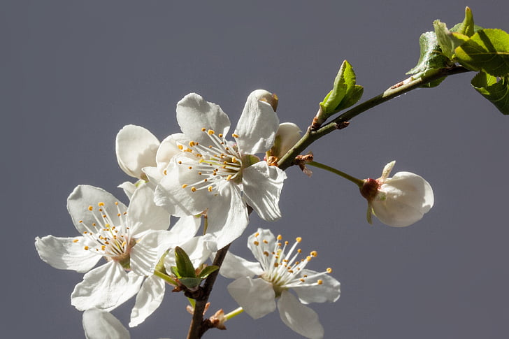 blommor, vit, Mirabelle, Prunus domestica subsp Syrien, gula plommon, underart till plommon, gren
