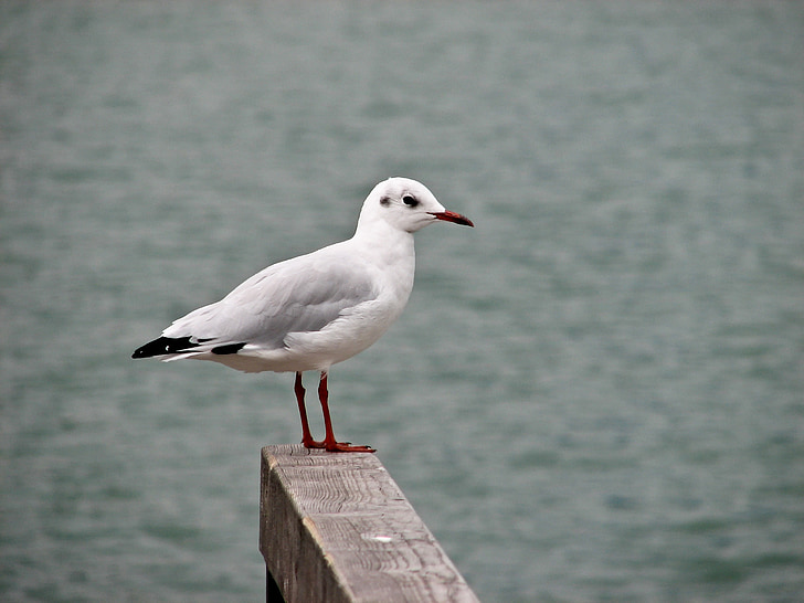 bird, seagull, water bird, waterfowl, water, animals, nature