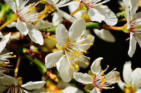 jaro, květ, Bloom, Příroda, závod, strom, zahrada