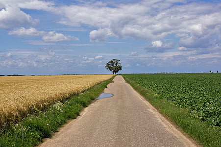 landscape, lane, tree, away, fields, silent, lonely