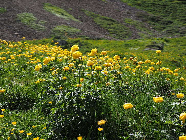 maailma lill, Troll blumenfeld, lilled, kollane, Trollius europaeus, hahnenfußgewächs, Gold capitula