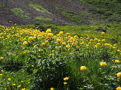 Globe kvet, troll blumenfeld, kvety, žltá, trollius europaeus, hahnenfußgewächs, zlaté capitula