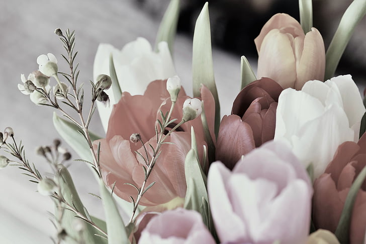 tulpės, žiedų, žydėti, gėlė, augalų, pavasarį, šviesą
