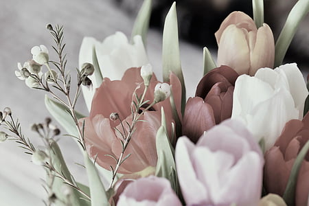 tulipány, kvet, kvet, kvet, rastlín, jar, retro