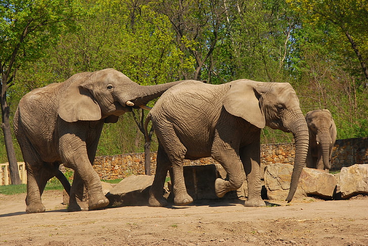 slon, Zoo, zvíře