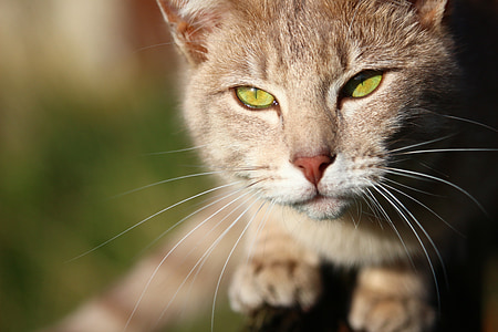 cat, mieze, tiger cat, breed cat, mackerel, cat's eyes, kitten