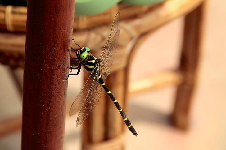 dragonfly, insects, insect, wing, wildlife, bug, wild