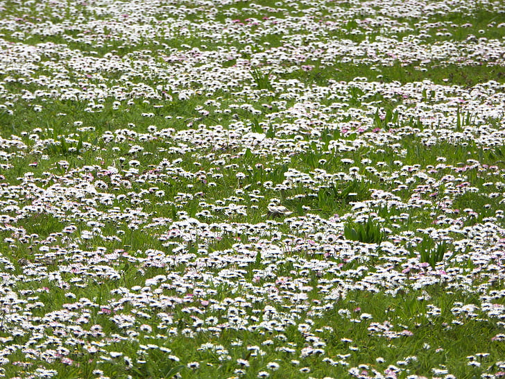 Daisy, niitty, valkoinen, kevään, ruoho, Luonto, Puutarha