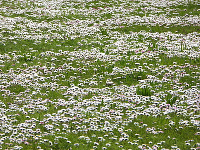 Daisy, łąka, biały, wiosna, trawa, Natura, ogród