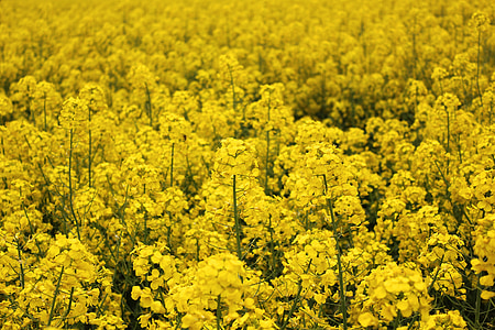 amarillo dorado, violación, primavera, flores, brillante, violación de semilla oleaginosa, amarillo