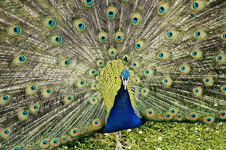 dieren in het wild, fotografie, Peacock, opening, s, veren, Pauw