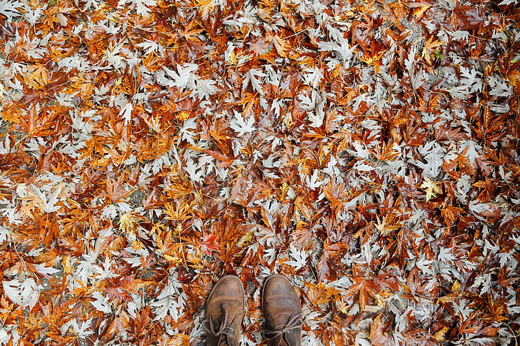 autumn, dry leaves, fall, leaves, maple leaves, outdoors, shoes