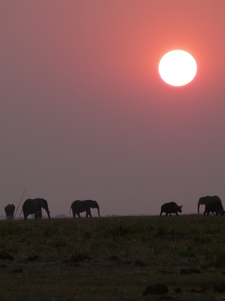 Afrika, Botswana, slon, Západ slunce, Chobe