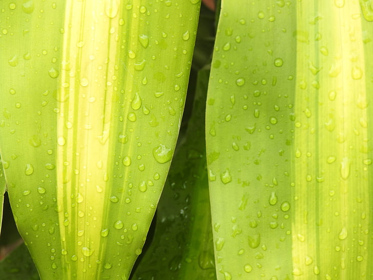 green, garden, nature plant