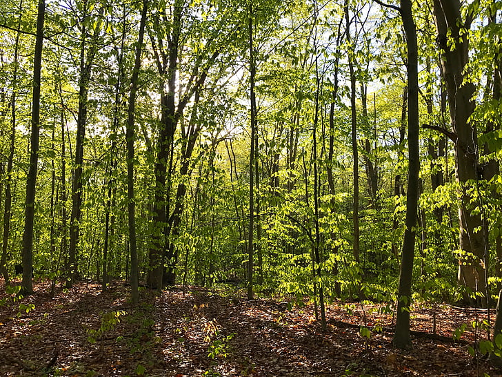 Woods, kevään, vihreä, lehdet, puut, auringonvalo, aamu