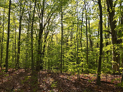 Woods, våren, grön, lämnar, träd, solljus, morgon