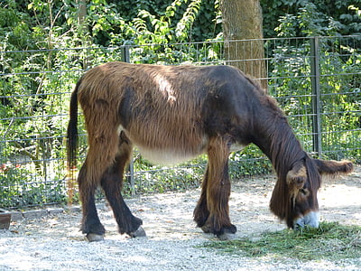 Parque zoológico, burro, ungulados, marrón