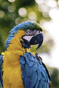 bird, beak, feather, animal, fly, parrot, colorful