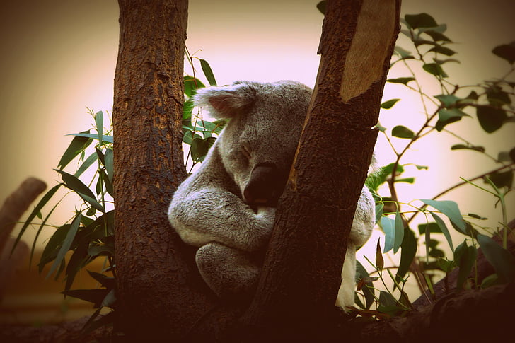 Koala, állat, természet, kiskutya, kis medve, Ausztrália