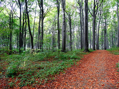 rudenį, lapija, medis, Gamta, parkas, miško