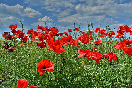 poppies, summer, field, flower, blooming, poppy, colorful